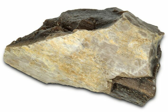 Fossil Tyrannosaur (T rex) Bone Section - Wyoming #352818